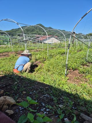 김기자(흰구름농원)님의 기타작물 · 영농일지 작성글 사진