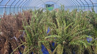 김해주님의 참깨 · 영농일지 작성글 사진