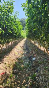 팜모닝 자유주제·자유게시판 게시글 이미지