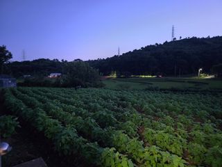 藝園님의 들깨 · 병해충상담 작성글 사진