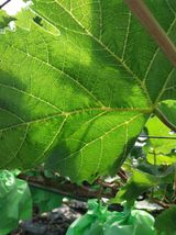 팜모닝 포도·자유게시판 게시글 이미지