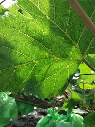 이옥신님의 포도 · 자유게시판 작성글 사진