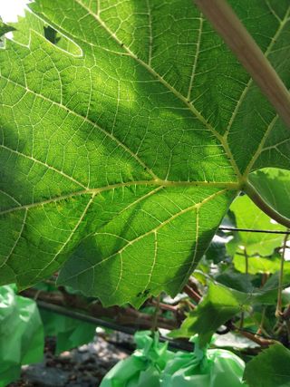 이옥신님의 포도 · 자유게시판 작성글 사진