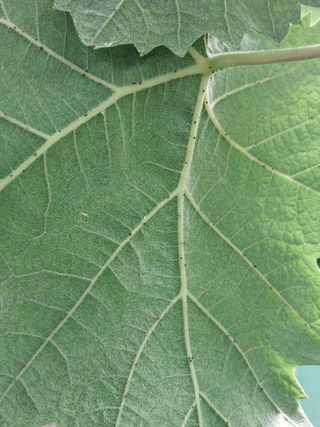 이옥신님의 포도 · 자유게시판 작성글 사진