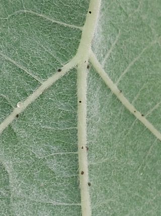 이옥신님의 포도 · 자유게시판 작성글 사진