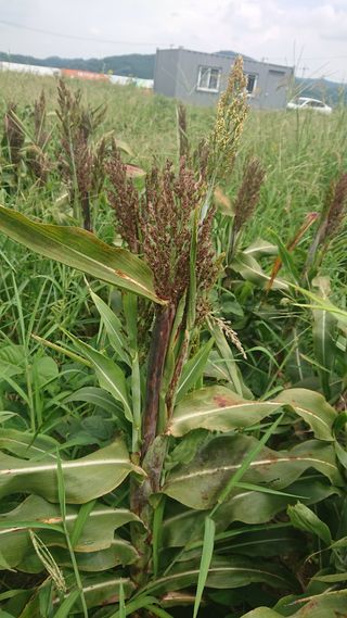 표고버섯20903님의 기타작물 · 병해충상담 작성글 사진