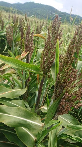 표고버섯20903님의 기타작물 · 병해충상담 작성글 사진