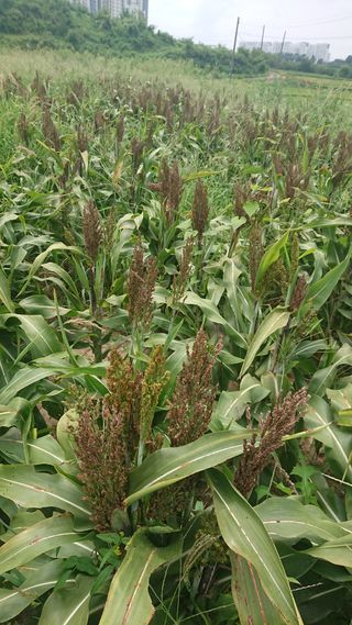 표고버섯20903님의 기타작물 · 병해충상담 작성글 사진