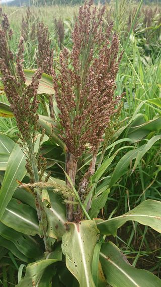 표고버섯20903님의 기타작물 · 병해충상담 작성글 사진