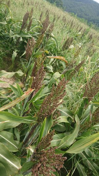 표고버섯20903님의 기타작물 · 병해충상담 작성글 사진