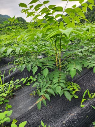 문경식님의 두릅 · 영농일지 작성글 사진