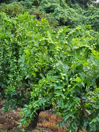 신평식님의 기타작물 · 영농일지 작성글 사진