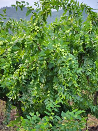 신평식님의 기타작물 · 영농일지 작성글 사진