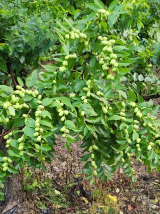 신평식님의 기타작물 · 영농일지 작성글 사진