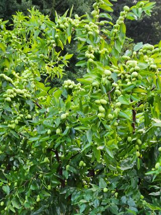 신평식님의 기타작물 · 영농일지 작성글 사진