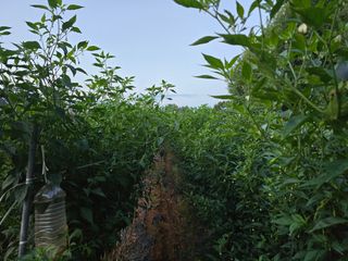 화니네농장님의 고추 · 영농일지 작성글 사진