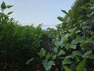 화니네농장님의 고추 · 영농일지 작성글 사진