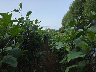 화니네농장님의 고추 · 영농일지 작성글 사진