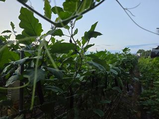 화니네농장님의 고추 · 영농일지 작성글 사진