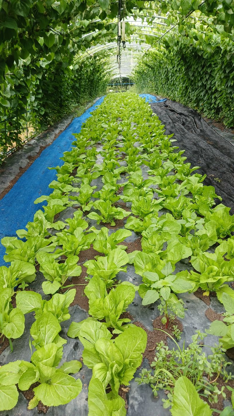 장터 상품 [배트남배추] 썸네일