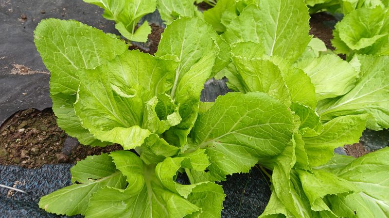 이종선님의 장터 판매 상품 [배트남배추] 첨부 사진