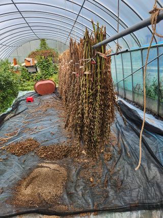 무주적상 정태익님의 참깨 · 영농일지 작성글 사진