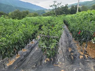 천지현황님의 고추 · 영농일지 작성글 사진