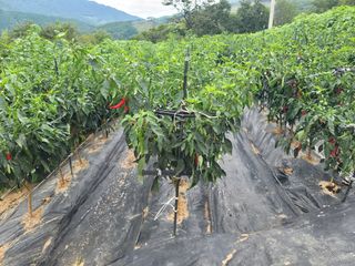 천지현황님의 고추 · 영농일지 작성글 사진