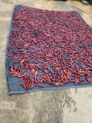 천지현황님의 고추 · 영농일지 작성글 사진