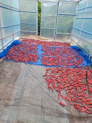 천지현황님의 고추 · 영농일지 작성글 사진