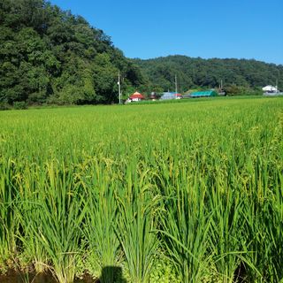 강원도 횡성군님의 벼 · 영농일지 작성글 사진