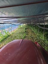 팜모닝 옥수수·자유게시판 게시글 이미지