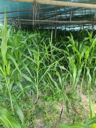 출석 해요 비가와서님의 옥수수 · 자유게시판 작성글 사진