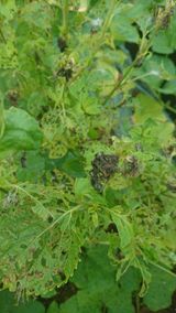 팜모닝 들깨·병해충상담 게시글 이미지