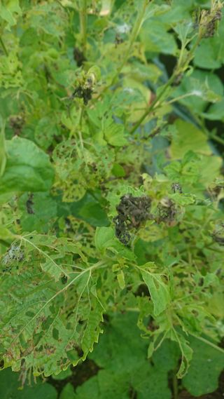 표고버섯20903님의 들깨 · 병해충상담 작성글 사진