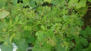 표고버섯20903님의 들깨 · 병해충상담 작성글 사진