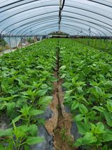 팜모닝 자유주제·자유게시판 게시글 이미지