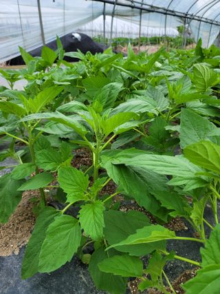 빛그린 김용화님의 자유주제 · 자유게시판 작성글 사진