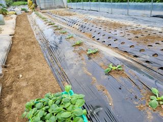 노경자님의 배추 · 영농일지 작성글 사진