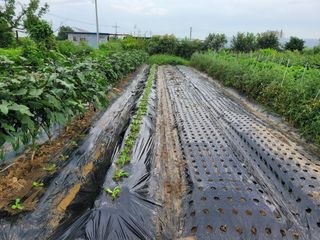 노경자님의 배추 · 영농일지 작성글 사진