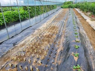 노경자님의 배추 · 영농일지 작성글 사진