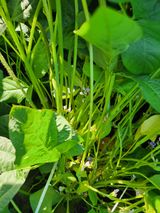 팜모닝 콩·영농일지 게시글 이미지