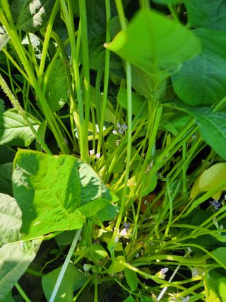 품질좋은농산물생산님의 콩 · 영농일지 작성글 사진