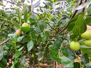 수정엄마입니다!님의 기타작물 · 영농일지 작성글 사진