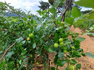 수정엄마입니다!님의 기타작물 · 영농일지 작성글 사진