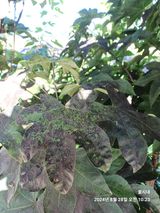 팜모닝 농사, 무엇이든 물어보세요!·참여글 게시글 이미지