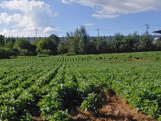 .하루를 즐겁게.님의 콩 · 영농일지 작성글 사진