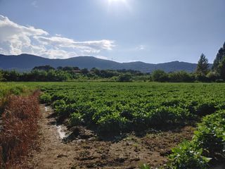 .하루를 즐겁게.님의 콩 · 영농일지 작성글 사진