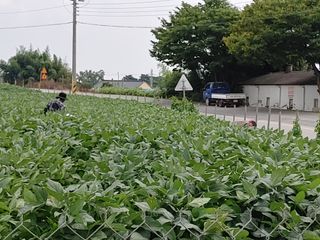 .하루를 즐겁게.님의 콩 · 영농일지 작성글 사진