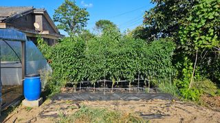 삼례텃밭지기님의 고추 · 영농일지 작성글 사진